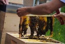 © Landesverband für Bienenzucht in Kärnten