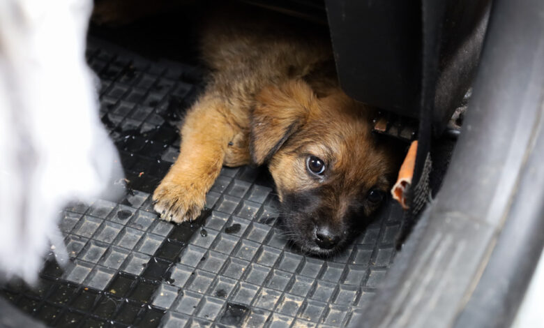 Die Welpen im Auto der Finderin © TiKo_Melanie Olip